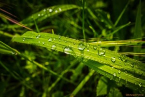 Natura